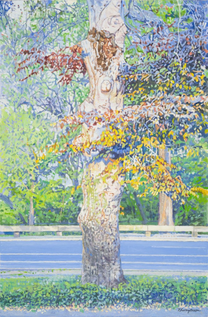 American Beech | New York Central Park Paintings | John Thompson Paintings