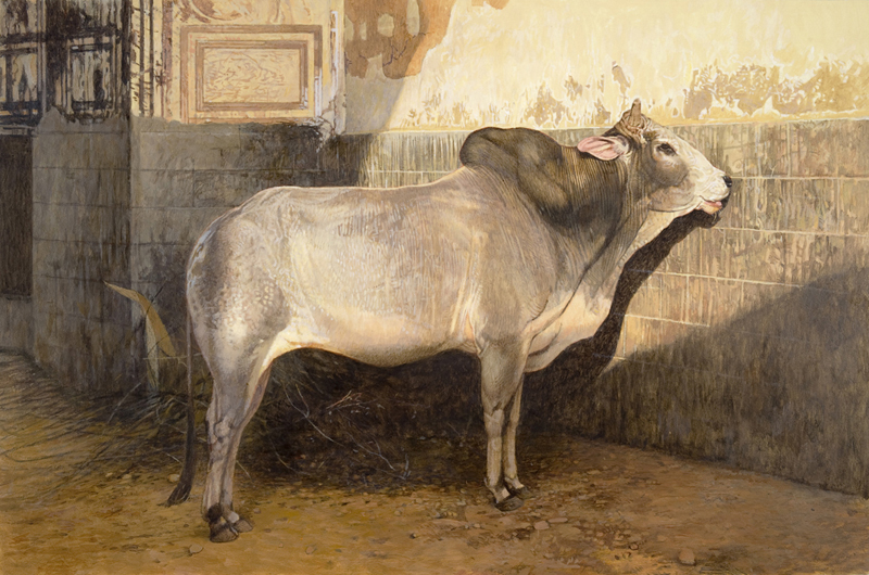 Cow | India Paintings | John Thompson Paintings