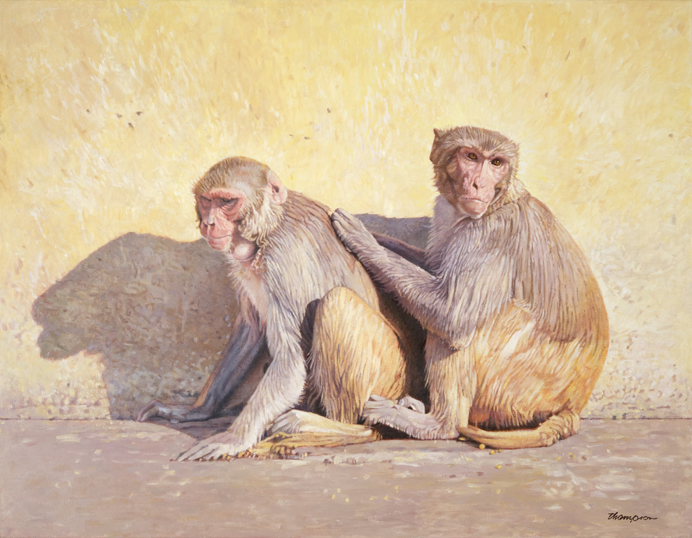 Two Monkeys | India Paintings | John Thompson Paintings